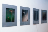 Dorota Bogucka - wystawa fotografii