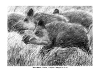 2017 - X Ogólnopolski Konkurs Rysunku Węglem DZIK